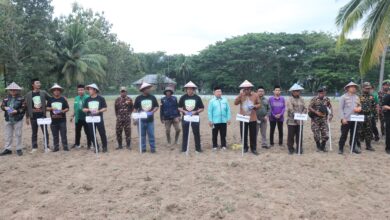 Penanaman Bibit Jagung